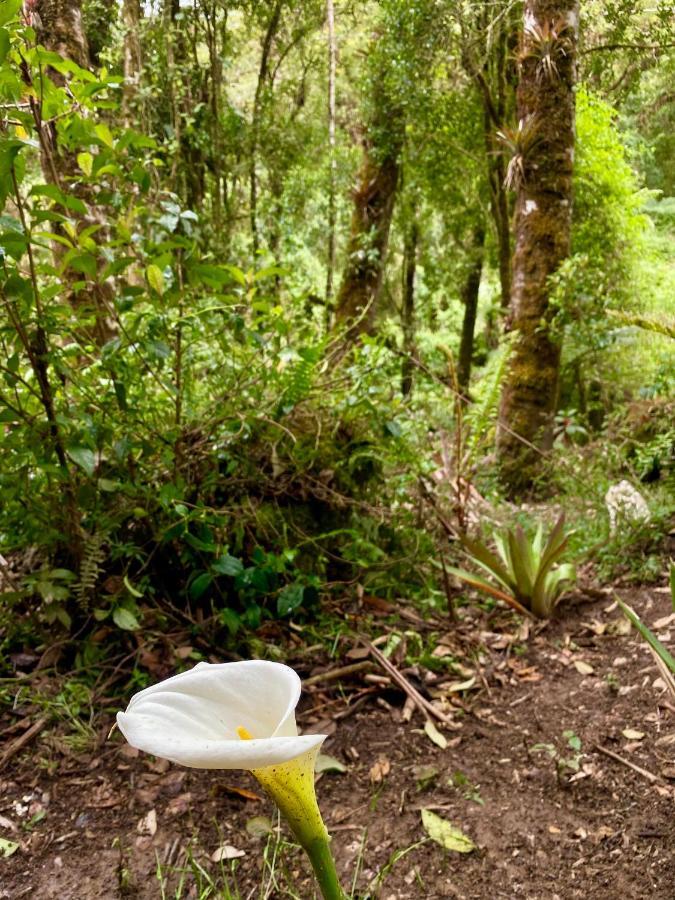 Cabana Anturios ซานโฮเซ ภายนอก รูปภาพ