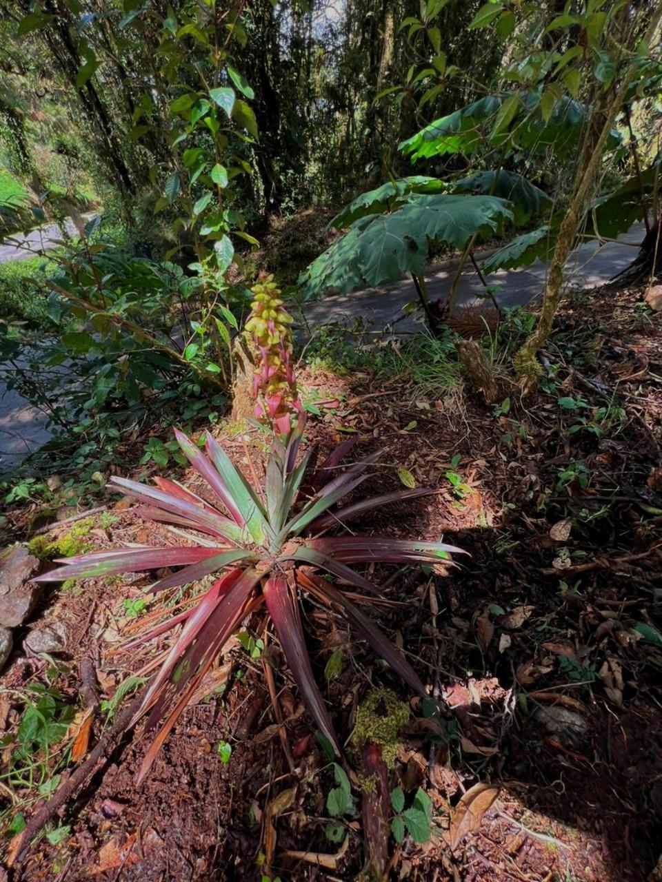 Cabana Anturios ซานโฮเซ ภายนอก รูปภาพ